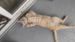 Lost Male Cat last seen S bellaire, Bellaire, TX 77401