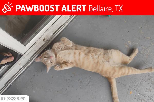 Lost Male Cat last seen S bellaire, Bellaire, TX 77401