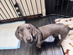 Found/Stray Male Dog last seen Near Street & 134 Ave., Miami, FL 33177