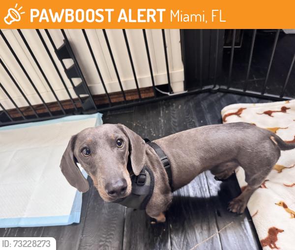 Found/Stray Male Dog last seen Near Street & 134 Ave., Miami, FL 33177