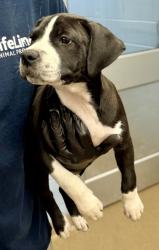 Shelter Stray Female Dog last seen Near Fairington Dr, Lithonia, GA 30038, 30038, GA, 3280 Chamblee Dunwoody Rd, Chamblee, GA 30341, USA