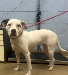 Shelter Stray Female Dog last seen Near Marbut Rd, 30058, GA, 3280 Chamblee Dunwoody Rd, Chamblee, GA 30341, USA