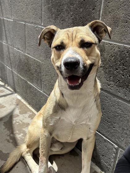 Shelter Stray Male Dog last seen Near Flint Circle, CITY of El Paso, TX, 5001 Fred Wilson Ave, El Paso, TX 79906, USA