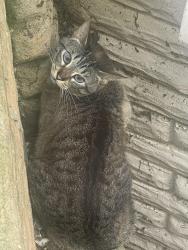 Found/Stray Unknown Cat last seen Madden Avenue in Bonner venture Avenue, Atlanta, GA 30306