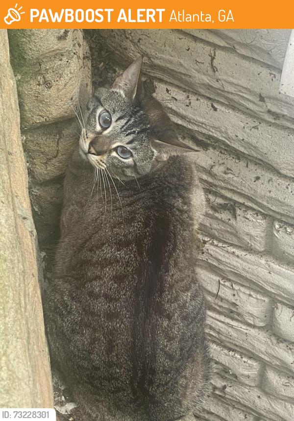 Found/Stray Unknown Cat last seen Madden Avenue in Bonner venture Avenue, Atlanta, GA 30306