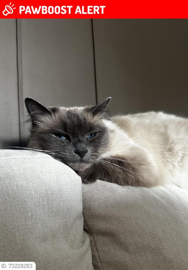 Lost Female Cat last seen LE2 6TB, Leicester, England LE2 6TB