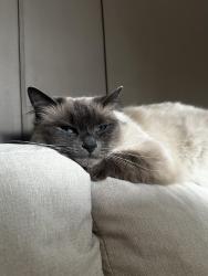 Lost Female Cat last seen LE2 6TB, Leicester, England LE2 6TB
