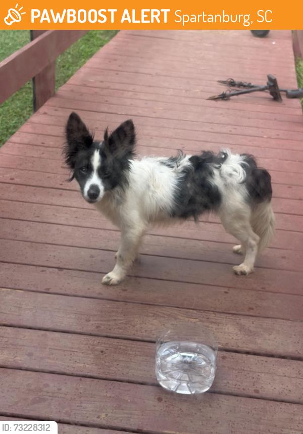 Found/Stray Female Dog last seen By Seminole dr, Spartanburg, SC 29301