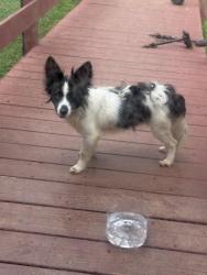 Found/Stray Female Dog last seen By Seminole dr, Spartanburg, SC 29301
