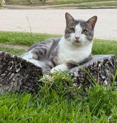 Lost Male Cat last seen by crosscoach lane, Katy, TX 77449