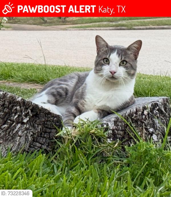 Lost Male Cat last seen by crosscoach lane, Katy, TX 77449