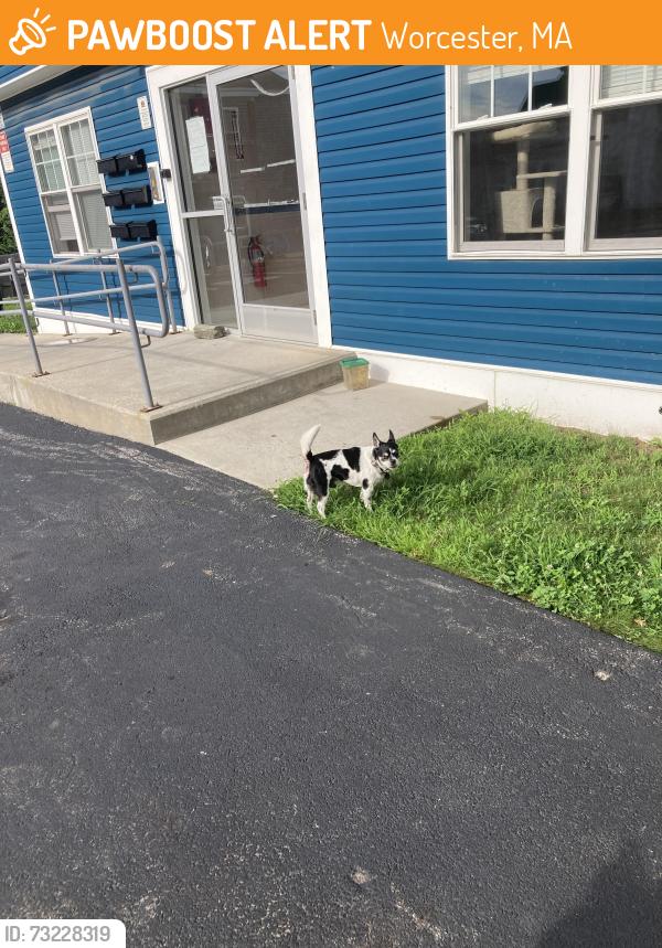 Found/Stray Male Dog last seen Coral street, Worcester, MA 01604