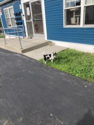 Found/Stray Male Dog last seen Coral street, Worcester, MA 01604