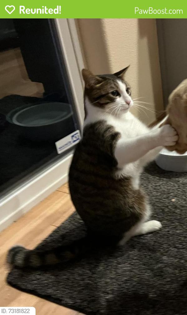 Reunited Male Cat last seen Mima Mounds, Olympia, WA 98512