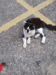 Found/Stray Unknown Cat last seen Outside Ninja Wariors, Hanley, England 