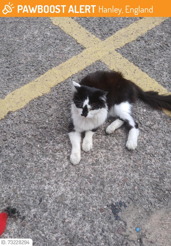 Found/Stray Unknown Cat last seen Outside Ninja Wariors, Hanley, England 