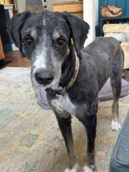 Reunited Male Dog last seen Southridge Drive Neighborhood near Marshall Bridge Road, Kennett Square PA, Kennett Square, PA 19348