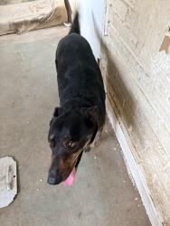 Reunited Male Dog last seen 13th street and 172 ave, Homestead, FL 33030