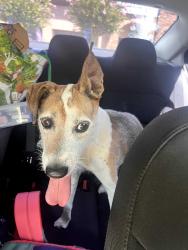 Reunited Male Dog last seen Long Canyon Rd. Fair Oaks, Fair Oaks, CA 95628
