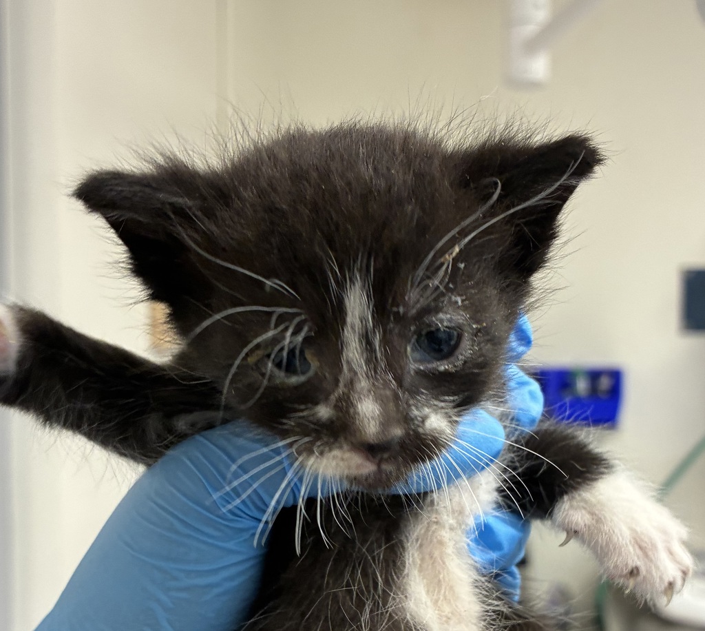 Shelter Stray Male Cat last seen SE 176th Pl & SE Stark St, PORTLAND, OR, 97233, 1700 W Historic Columbia River Hwy, Troutdale, OR 97060, USA