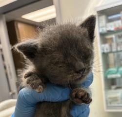 Shelter Stray Female Cat last seen SE 176th Pl & SE Stark St, PORTLAND, OR, 97233, 1700 W Historic Columbia River Hwy, Troutdale, OR 97060, USA