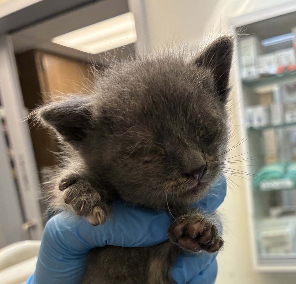 Shelter Stray Female Cat last seen SE 176th Pl & SE Stark St, PORTLAND, OR, 97233, 1700 W Historic Columbia River Hwy, Troutdale, OR 97060, USA