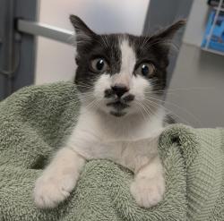 Shelter Stray Female Cat last seen Near Market Street, San Diego, CA, 92102, 5500 Gaines St, San Diego, CA 92110, USA
