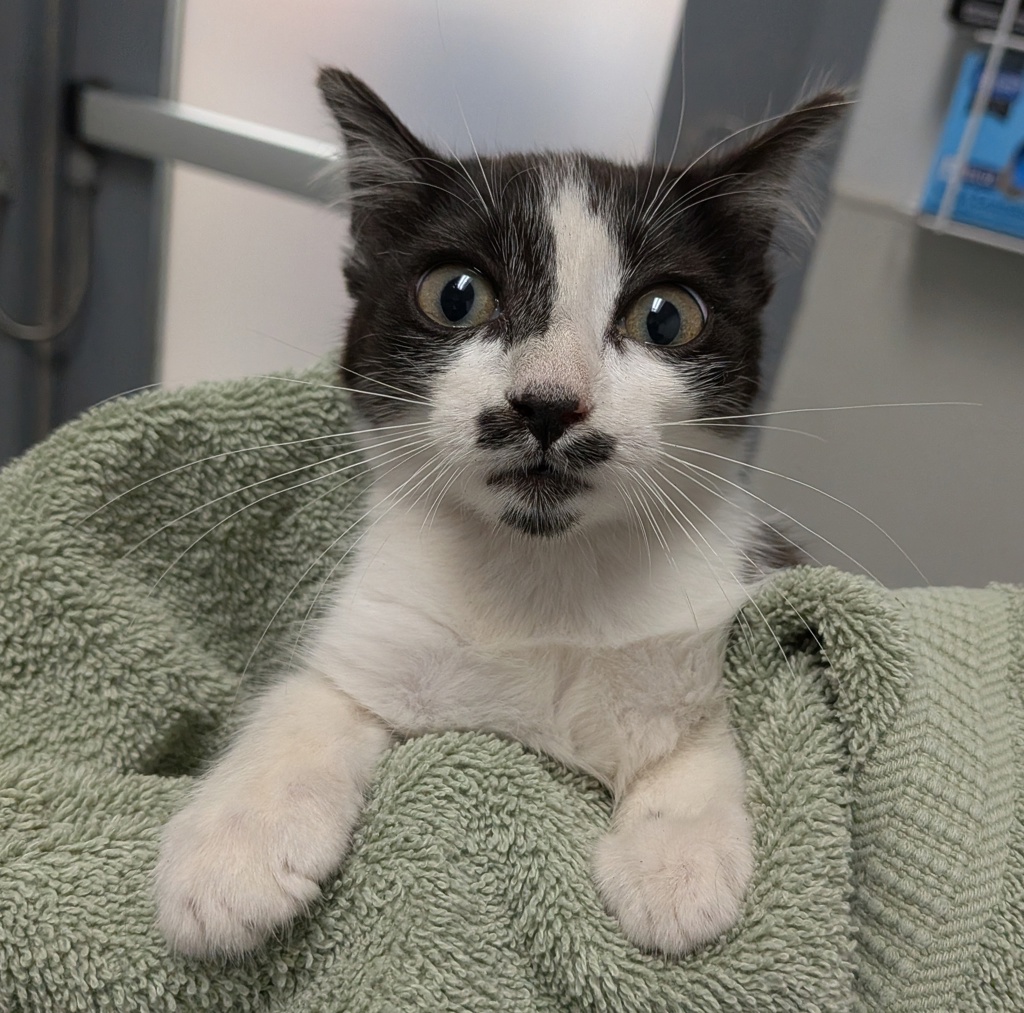 Shelter Stray Female Cat last seen Near Market Street, San Diego, CA, 92102, 5500 Gaines St, San Diego, CA 92110, USA
