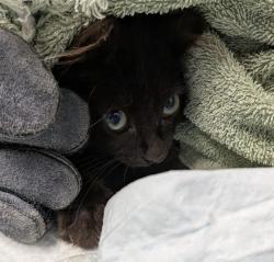 Shelter Stray Male Cat last seen Near Market Street, San Diego, CA, 92102, 5500 Gaines St, San Diego, CA 92110, USA