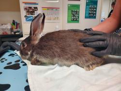 Shelter Stray Male Rabbit last seen Vista Way, Oceanside, CA, 92054, Oceanside, CA 92058, USA