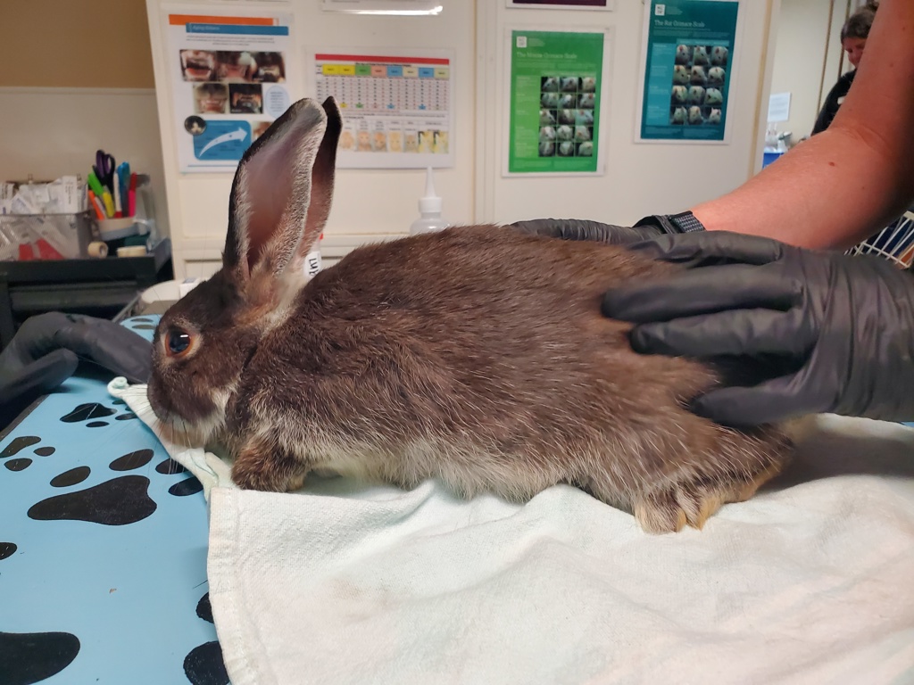 Shelter Stray Male Rabbit last seen Vista Way, Oceanside, CA, 92054, Oceanside, CA 92058, USA