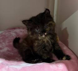 Shelter Stray Female Cat last seen Near Bullock Drive, San Diego, CA, 92114, 5500 Gaines St, San Diego, CA 92110, USA