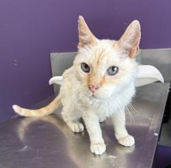 Shelter Stray Male Cat last seen Near W Oquirrh Hills Drive, Magna Township, UT, 84044, 511 W 3900 S, Salt Lake City, UT 84123, USA
