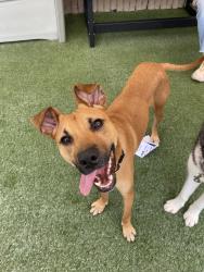 Shelter Stray Male Dog last seen Near Mission Avenue, Oceanside, CA, 92058, Oceanside, CA 92058, USA