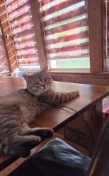 Lost Male Cat last seen Near avenue & 42nd st Brooklyn ny, Brooklyn, NY 11219
