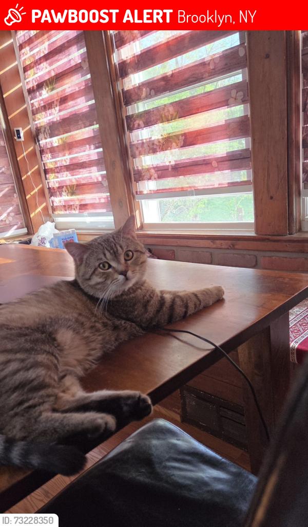 Lost Male Cat last seen Near avenue & 42nd st Brooklyn ny, Brooklyn, NY 11219