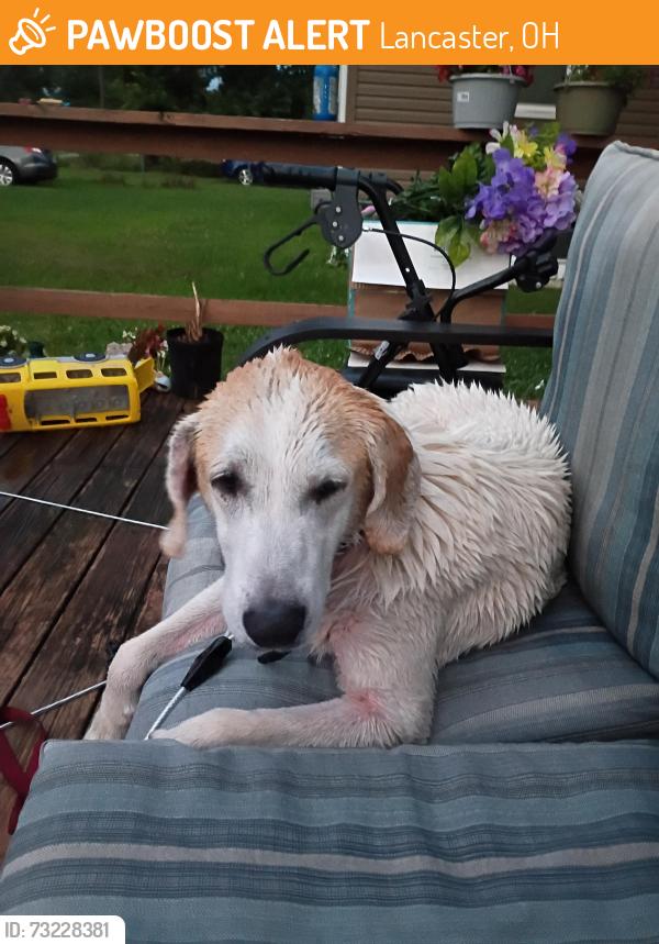 Found/Stray Male Dog last seen Lancaster Ohio, Lancaster, OH 43130