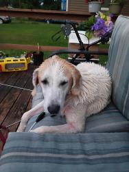 Found/Stray Male Dog last seen Lancaster Ohio, Lancaster, OH 43130