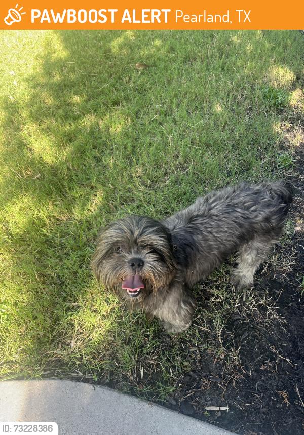 Found/Stray Male Dog last seen Inside the Cortland Luxe Shadow Creek apmt complex, Pearland, TX 77584
