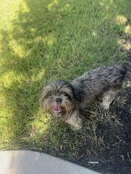 Found/Stray Male Dog last seen Inside the Cortland Luxe Shadow Creek apmt complex, Pearland, TX 77584