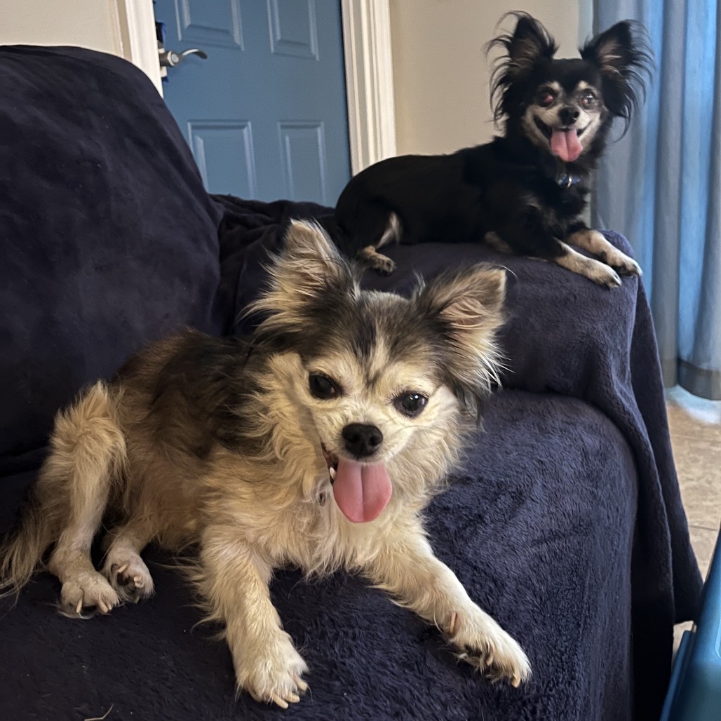 Shelter Stray Male Dog last seen , 8020 Washington St, Port Richey, FL 34668, USA