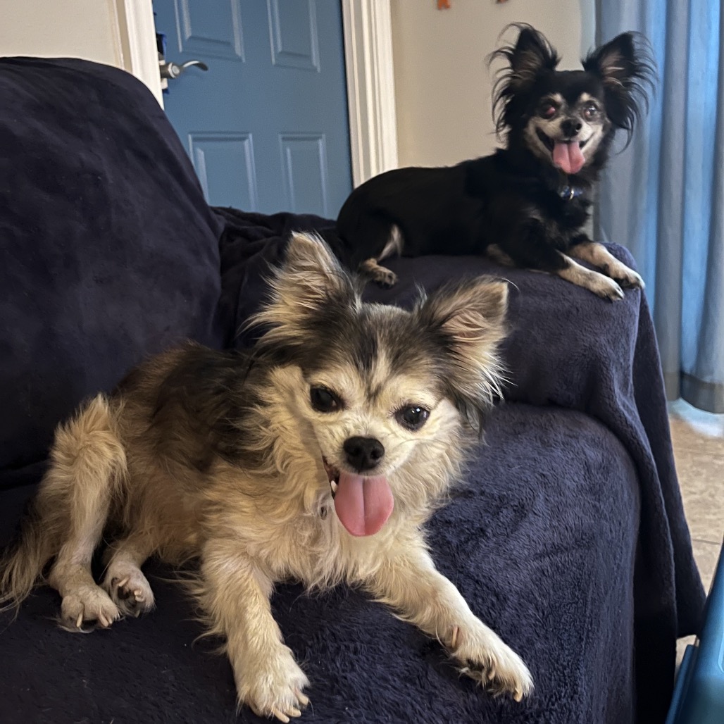 Shelter Stray Male Dog last seen , 8020 Washington St, Port Richey, FL 34668, USA