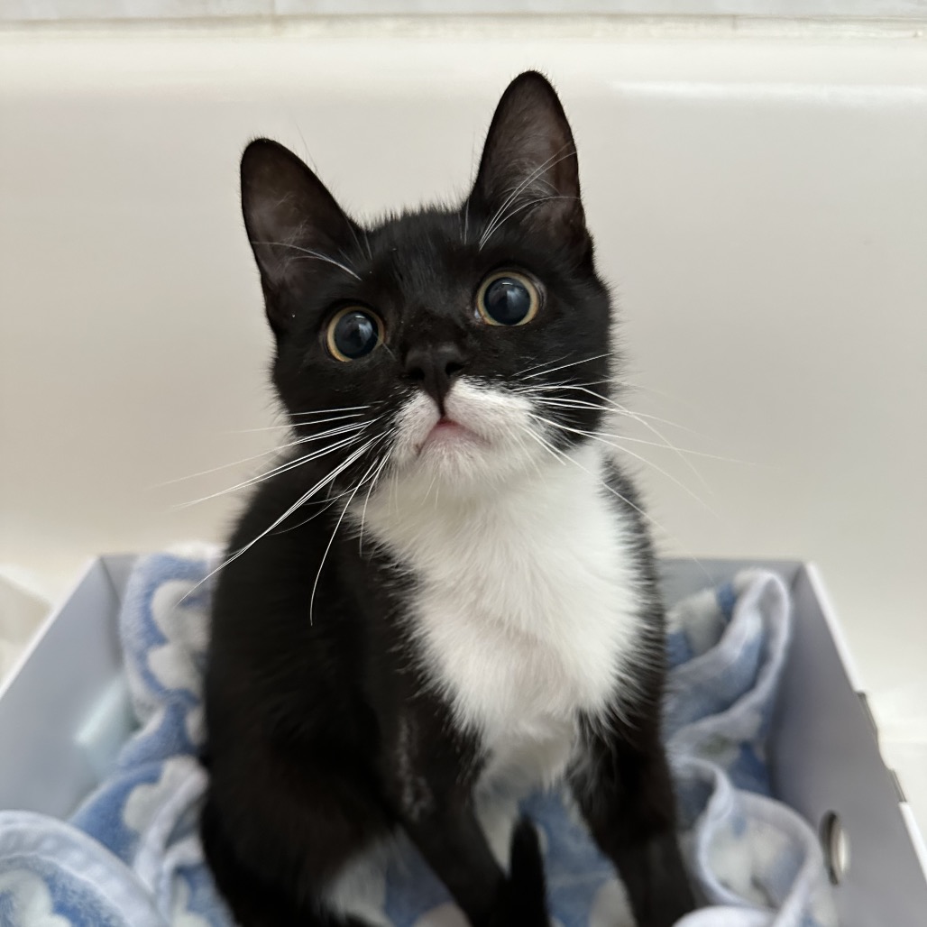 Shelter Stray Male Cat last seen , 8020 Washington St, Port Richey, FL 34668, USA