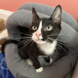 Shelter Stray Male Cat last seen , 8020 Washington St, Port Richey, FL 34668, USA