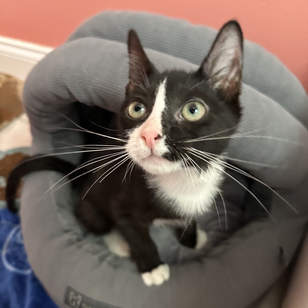 Shelter Stray Male Cat last seen , 8020 Washington St, Port Richey, FL 34668, USA
