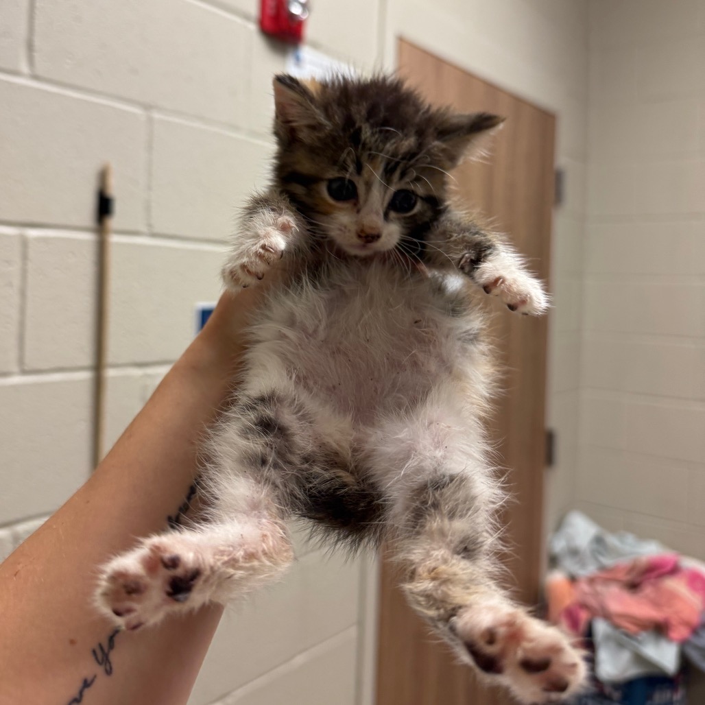 Shelter Stray Female Cat last seen , 54687 Co Rd 19, Bristol, IN 46507, USA
