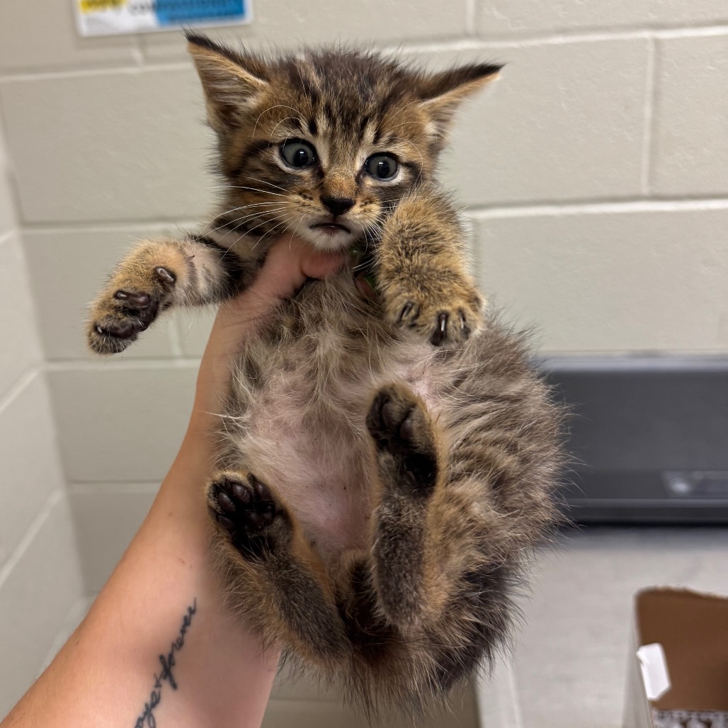 Shelter Stray Male Cat last seen , 54687 Co Rd 19, Bristol, IN 46507, USA