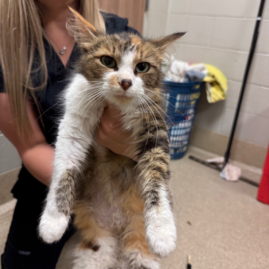 Shelter Stray Female Cat last seen , 54687 Co Rd 19, Bristol, IN 46507, USA