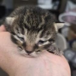 Shelter Stray Unknown Cat last seen , 3428 S Jenkins Ave, Norman, OK 73072, USA