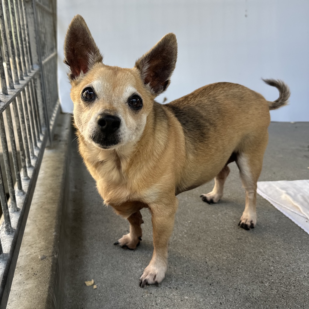 Shelter Stray Female Dog last seen , 361 S Raymond Ave, Pasadena, CA 91105, USA